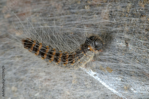 Urticating caterpillars of the oak processionary moth in their nest (Thaumetopoea processionea)