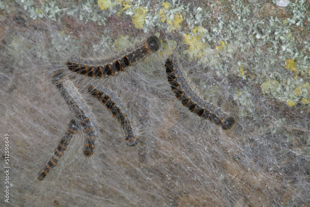Urticating caterpillars of the oak processionary moth in their nest (Thaumetopoea processionea) Urticating caterpillars of the oak processionary moth in their nest (Thaumetopoea processionea)