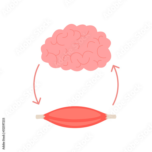 Connection of health brain and muscle fiber, neuromuscular relation. Unity of mental and muscular, growth through smart. Direction transmit impulses and getting response. Vector illustration photo