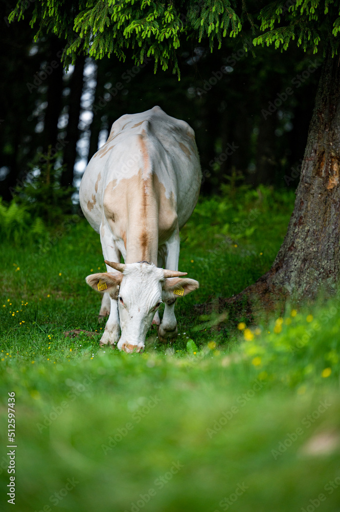 Cows in a mountain meadow. Rodna Mountains, Carpathians, Romania.