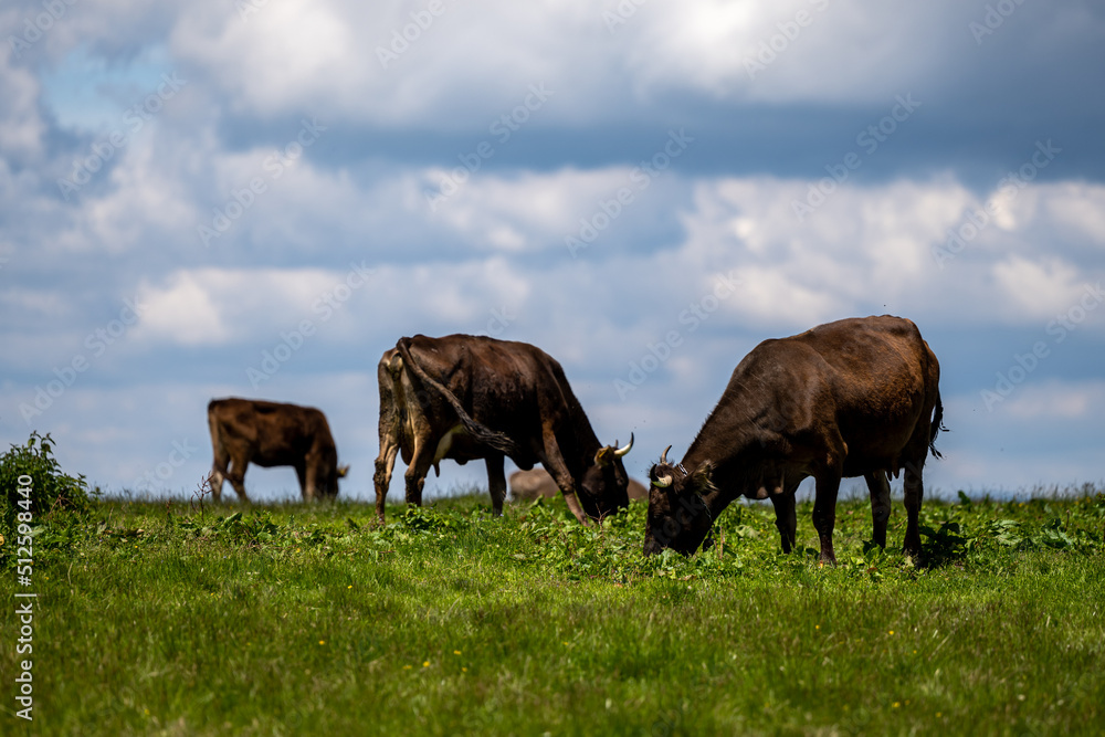 Cows in a mountain meadow. Rodna Mountains, Carpathians, Romania. Cows in a mountain meadow. Rodna Mountains, Carpathians, Romania.