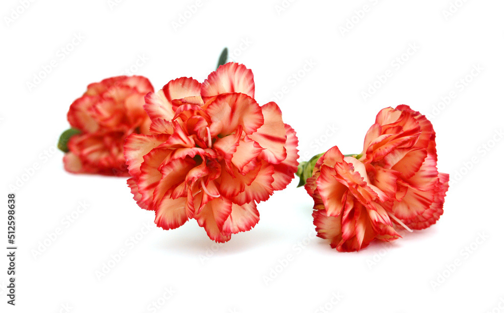Stack Carnation flowers on white background Stack Carnation flowers on white background