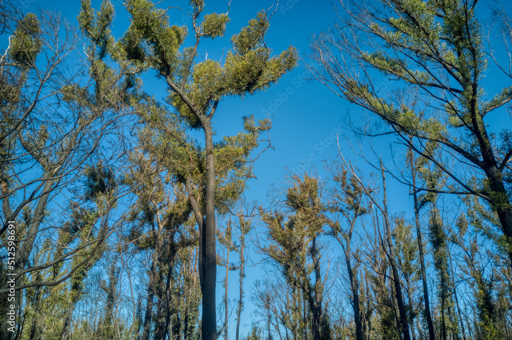 Fire affected Eucalyptus trees with epicormic shoots, a year after wildfires in December 2019 affected the Mallacoota region in Gippsland, eastern Victoria, Australia.