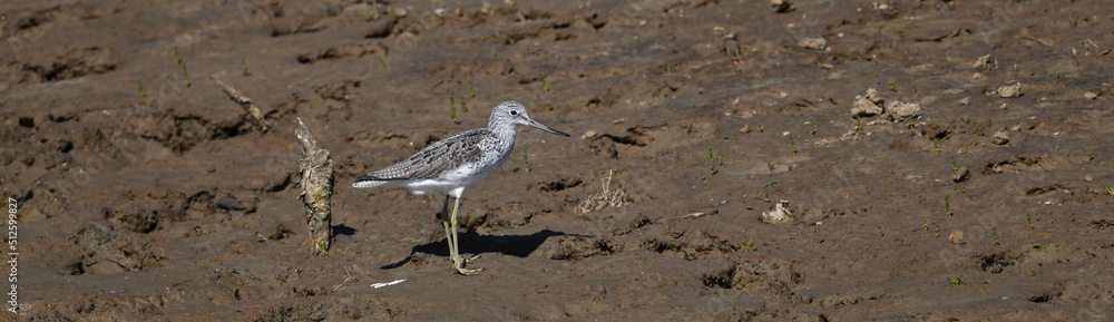 Common greenshank // Grünschenkel (Tringa nebularia) Common greenshank // Grünschenkel (Tringa nebularia)