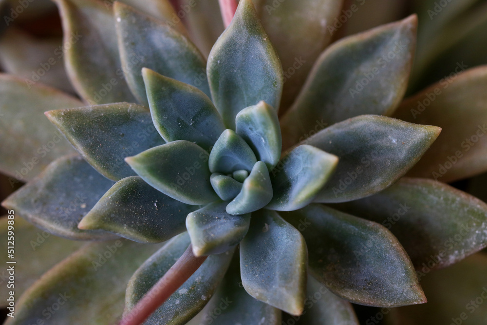 A beautiful Dudleya greenei rose. A beautiful Dudleya greenei rose.