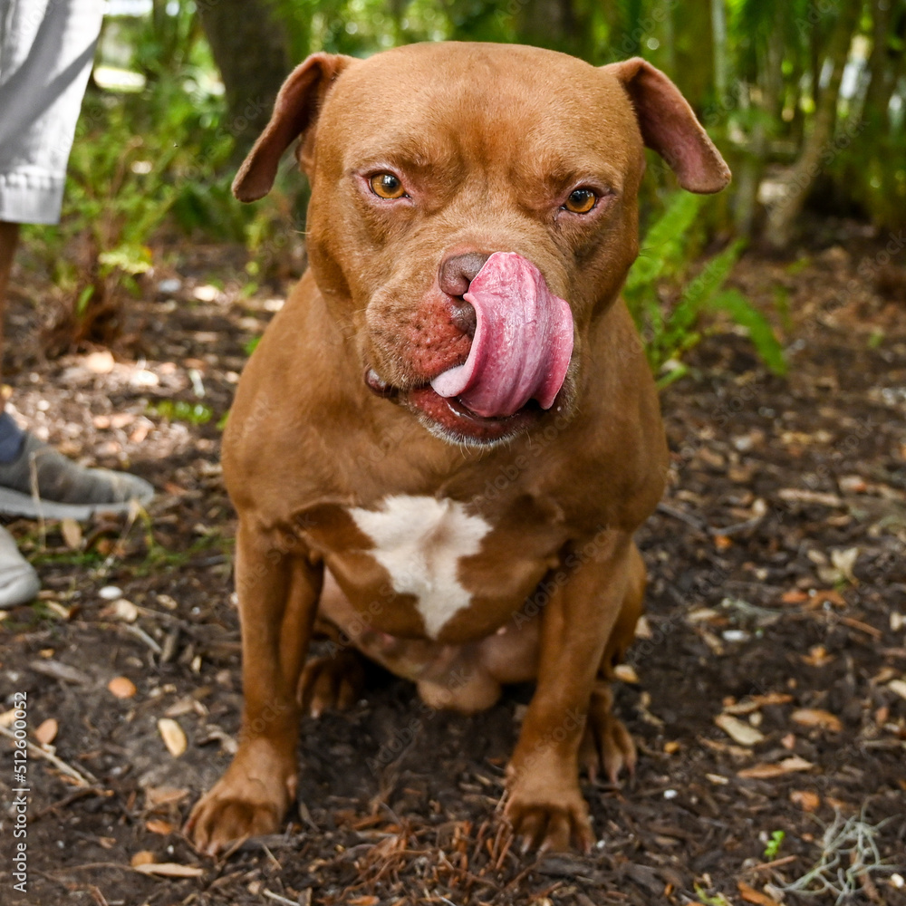 portrait of a dog, mixed breed, rescue, adoptable, tongue portrait of a dog, mixed breed, rescue, adoptable, tongue
