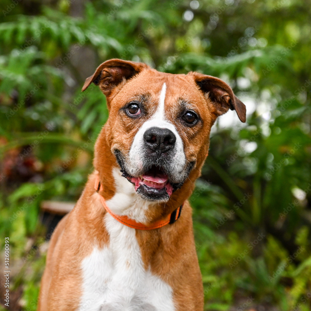 portrait of a dog, rescue dog