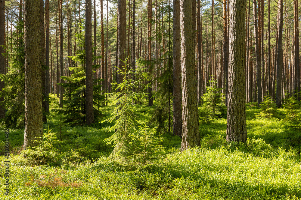 Fototapeta premium Pine tree forest. Scenic background picture of Scandinavian summer nature.
