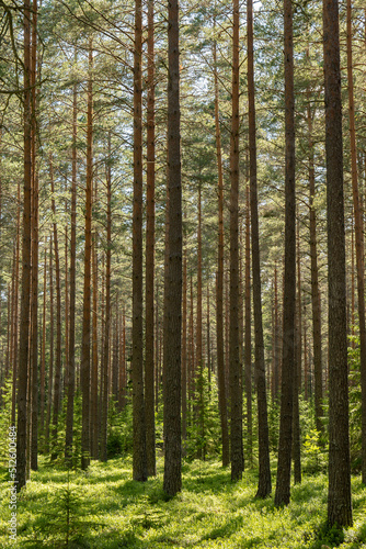 Pine tree forest. Scenic background picture of Scandinavian summer nature. © Conny Sjostrom