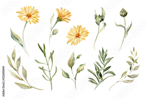 Calendula flower set. Watercolor botanical illustration for herbal medicine products, greeting cards, poster, web projects