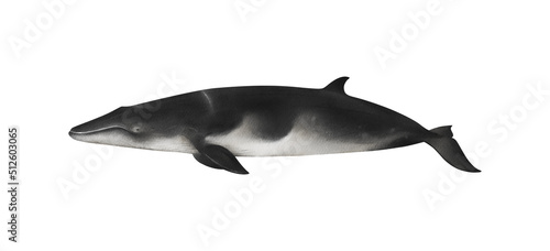 Hand-drawn watercolor Antarctic minke whale illustration isolated on white background. Southern minke whale. Underwater ocean creature. Marine mammal. Baleen whales animals collection photo