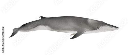 Hand-drawn watercolor fin whale illustration isolated on white background. Finback whale. Common rorqual. Underwater ocean creature. Marine mammal. Baleen whales animals collection photo