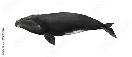 Hand-drawn watercolor North Atlantic right whale illustration isolated on white background. Underwater ocean creature. Marine mammal. Baleen whales animals collection