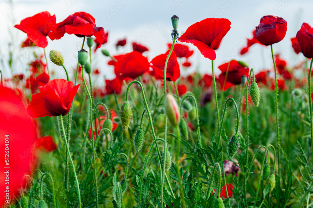 Obraz premium Campos de amapolas