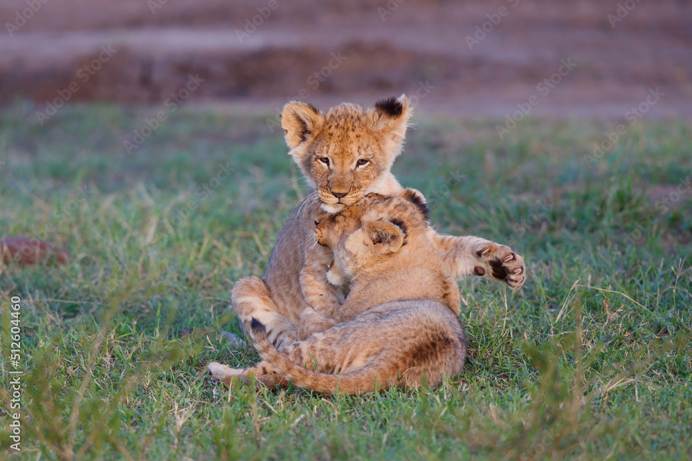 Obraz premium Lion cub running and playing in the Masai Mara Game Reserve in Kenya