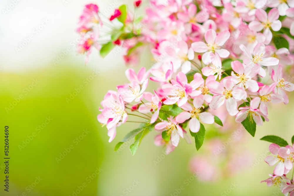Closeup on sakura outside in city park Closeup on sakura outside in city park
