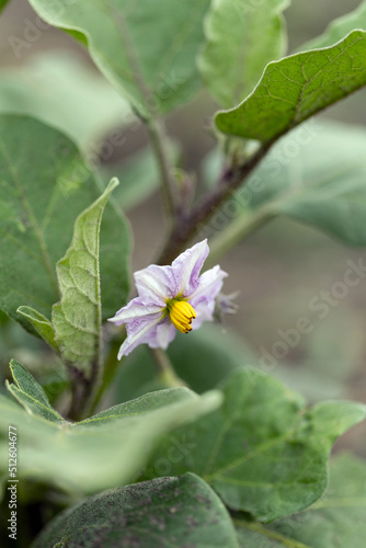 eggplant blooms in  garden
