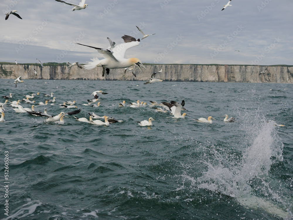Naklejka premium Gannet, Morus bassanus