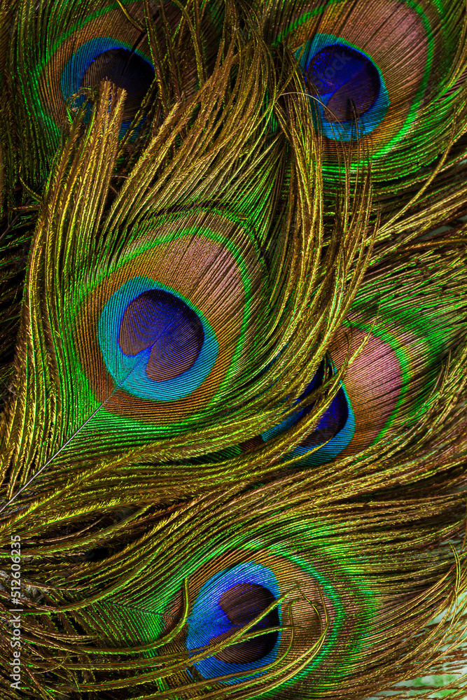 Fototapeta premium macro peacock feathers,Colorful peacock feathers,Shallow Dof.