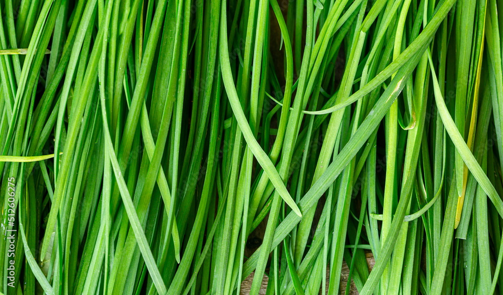 Chives macro,green onions feathers heap close up macro surface texture Chives macro,green onions feathers heap close up macro surface texture