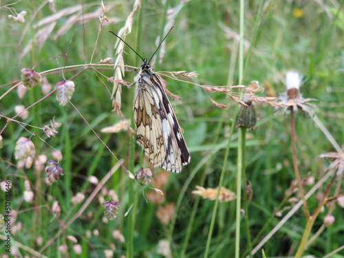 Schachbrettfalter Schmetterling photo