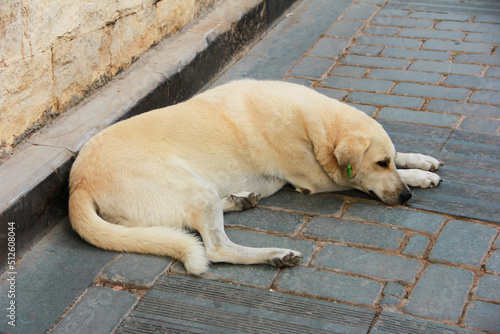 a stray lonely sad dirty yellow dog is lying on the road © Mari