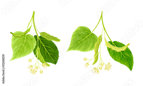 Twigs of linden tree with white flowers and green leaves set vector illustration