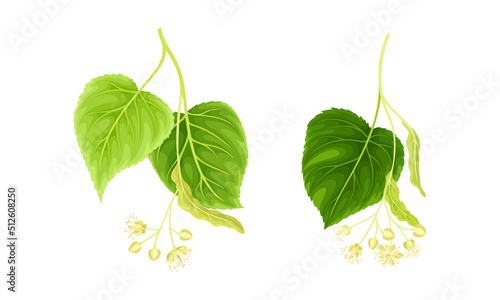 Sprigs of linden tree with flowers and leaves set vector illustration