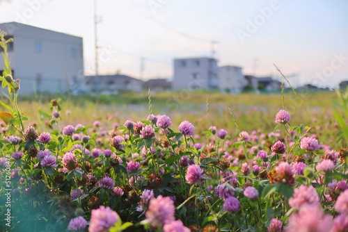 街の花 © 英秋 山下