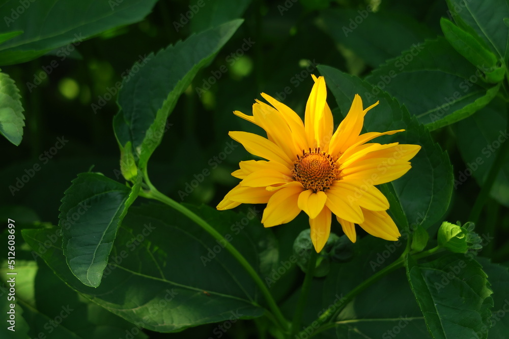 yellow garden chamomile grows on a background of green leaves in the garden yellow garden chamomile grows on a background of green leaves in the garden