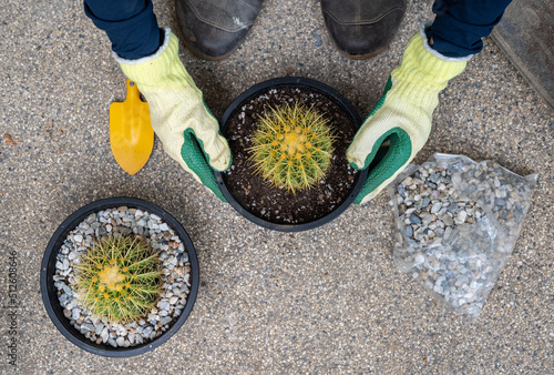 Fotobehang Farmer hands in protective gloves planting a golden barrel cactus in flower pot