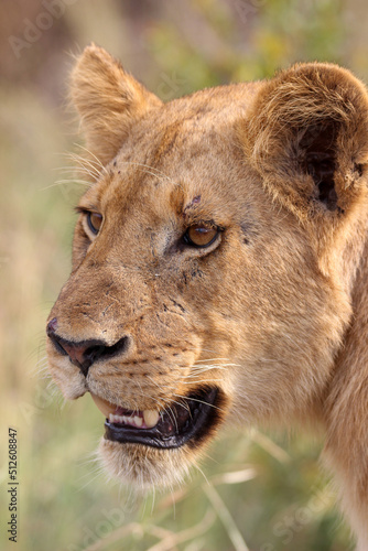 Young Lioness  Close-up  Kruger National park  South Africa