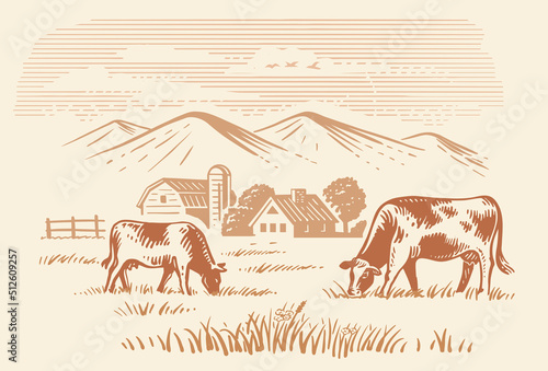Cows grazing on meadow. Hand drawn sketch livestock with grass and plants