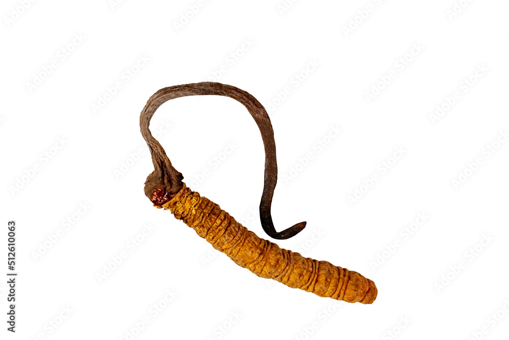 One Cordyceps sinensis On The white Background One Cordyceps sinensis On The white Background