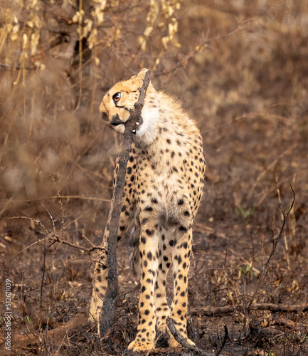 Cheeta biting stick