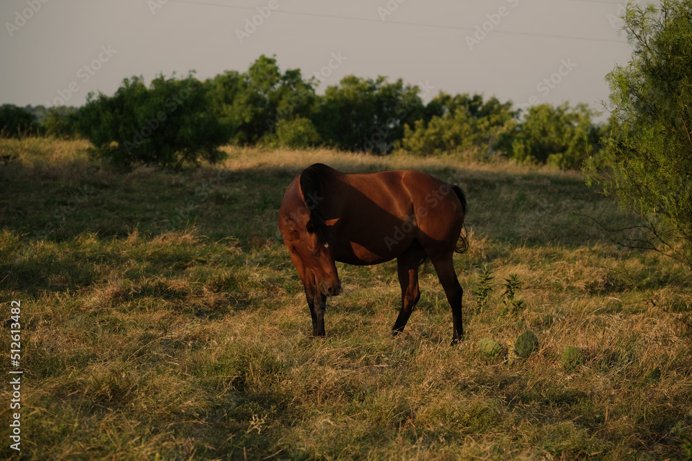 Fototapeta premium Bay quarter horse in rural Texas ranch field during summer, western scene.