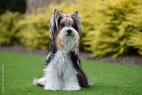 Fotografiet Portrait of a gorgeous Biewer Yorkshire Terrier sitting on green artificial turf