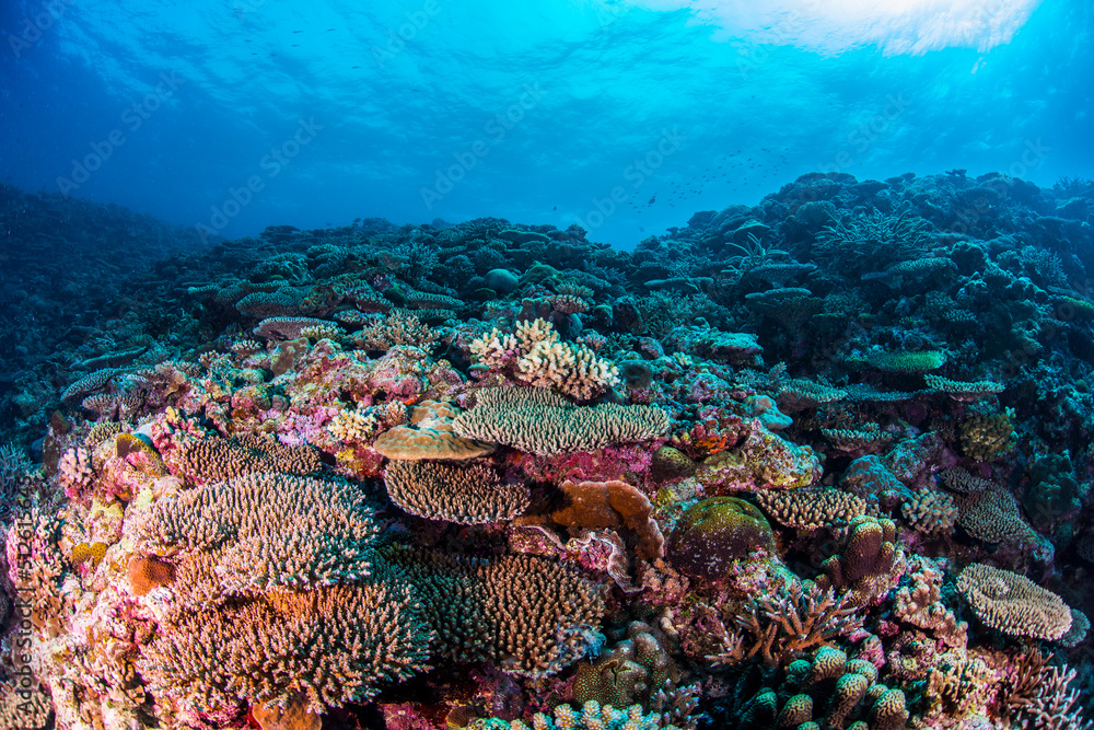 Obraz premium 沖縄 サンゴ 青