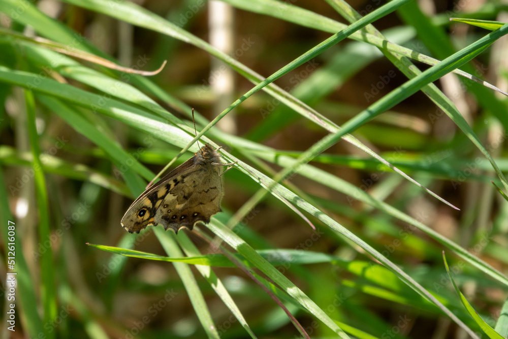speckled wood butterfly resting on grasses speckled wood butterfly resting on grasses