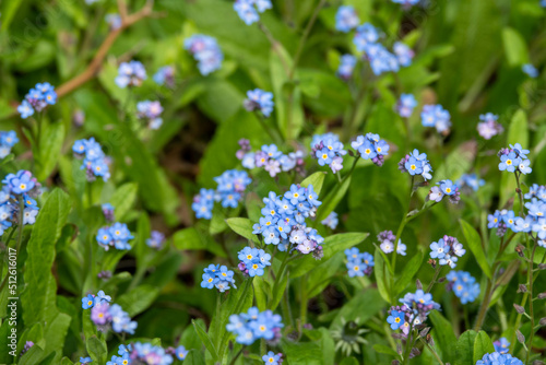 forget me nots a symbol of true love and respect 