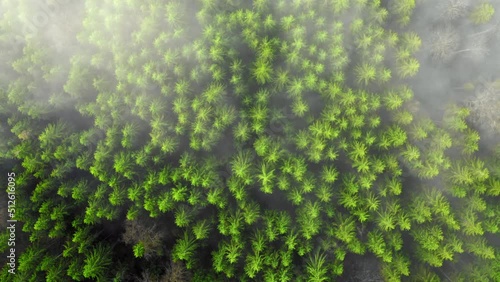 Wallpaper Mural Aerial flight over the foggy mountain forest. Low clouds green trees structure Torontodigital.ca