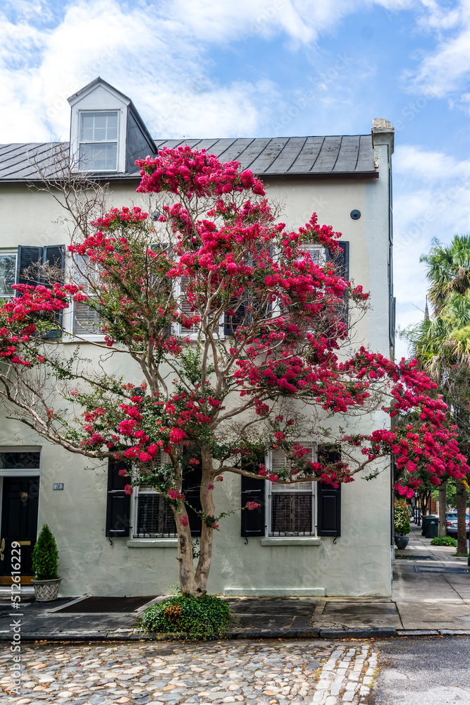 Naklejka premium Charleston Crepe Myrtle Blooming