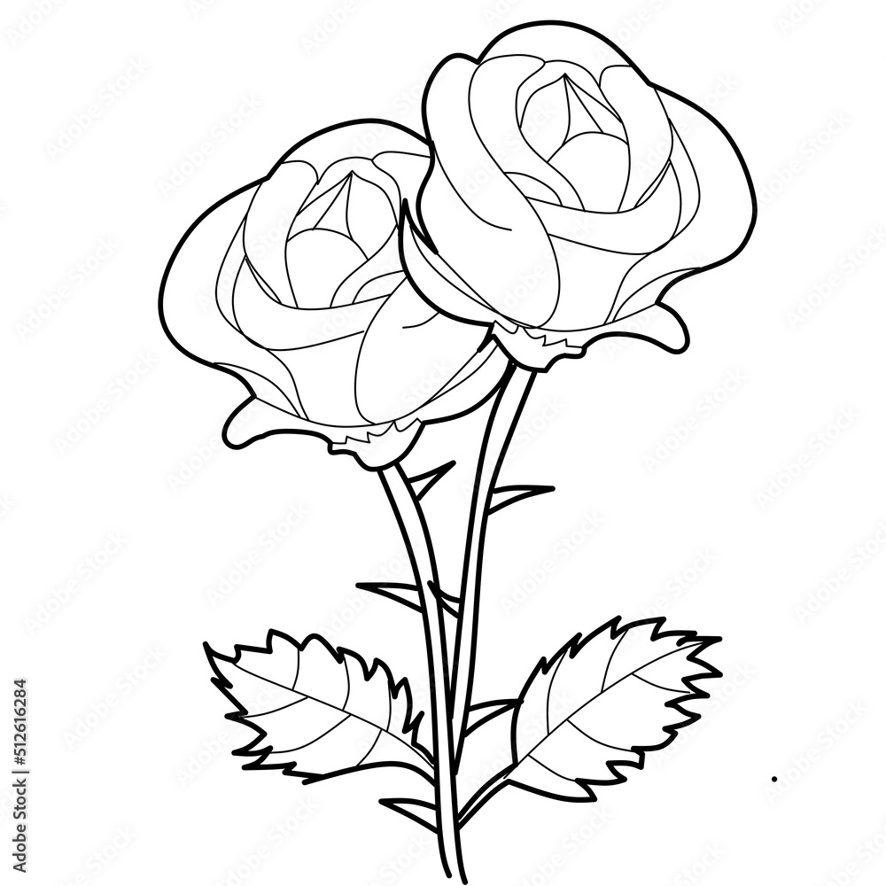 illustration of rose illustration of rose