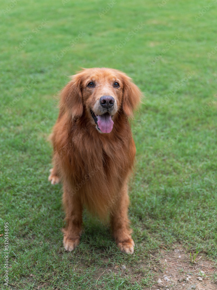 Golden Retriever playing on grass