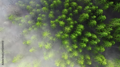 Wallpaper Mural Aerial flight over the foggy mountain forest. Low clouds green trees structure Torontodigital.ca