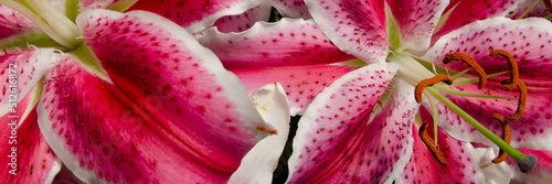 Lilium orientalis; Bright Magenta, Pink & White Tiger Lily Flowers Close Up Perspective