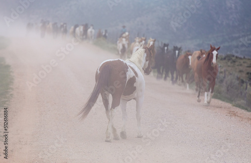 Beautiful herd of Western ranch horses running on dusty road being driven to summer pastures