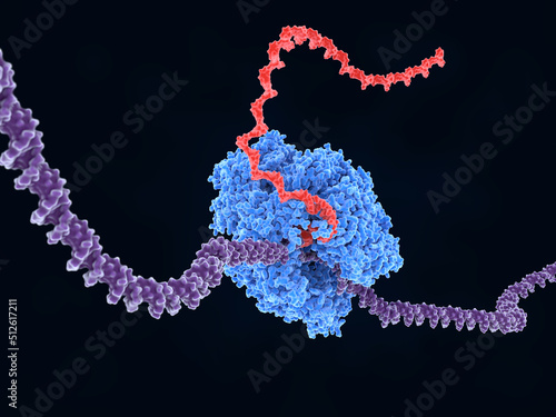 Photos RNA Polymerase II transcribing DNA into RNA.