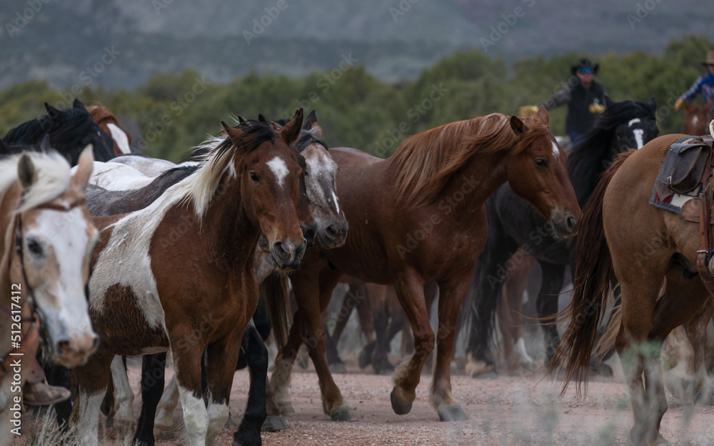 Beautiful herd of Western ranch horses running on dusty road being driven to summer pastures