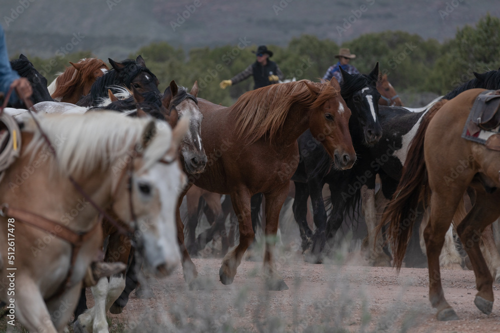 Beautiful herd of Western ranch horses running on dusty road being driven to summer pastures